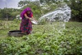 Senior Bangladeshi woman watering vegetables plant with in hands at Dhaka, Bangladesh.